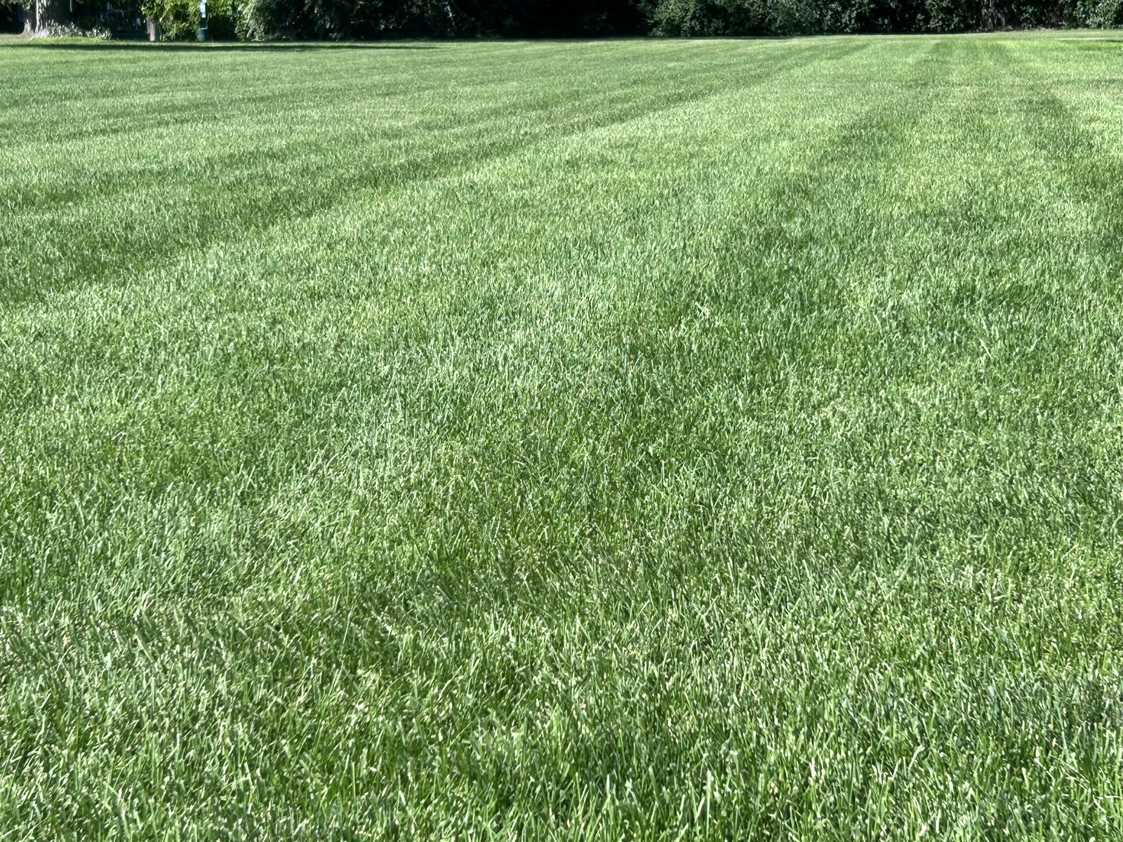Freshly mowed, healthy green lawn with mower stripes