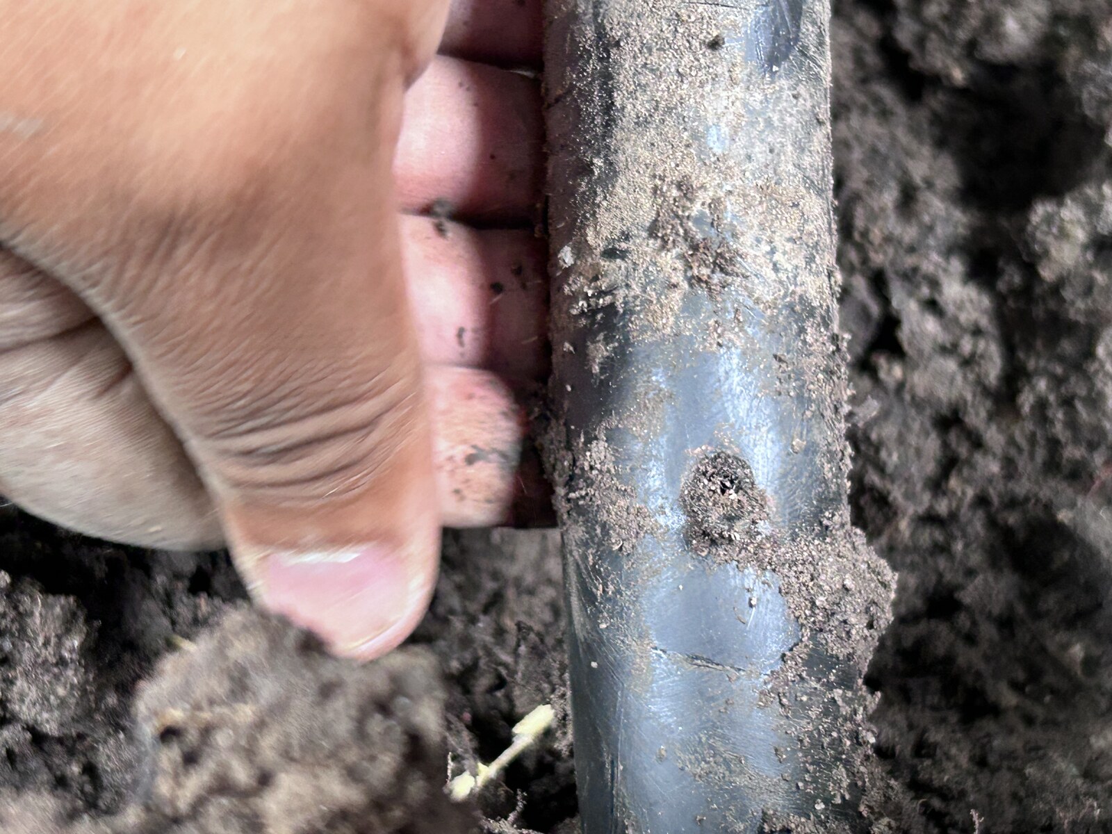 Close-up of a puncture in a buried poly irrigation line