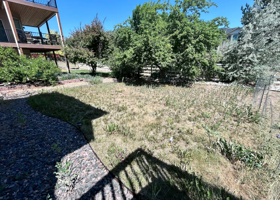 Overgrown weedy backyard before cleanup service