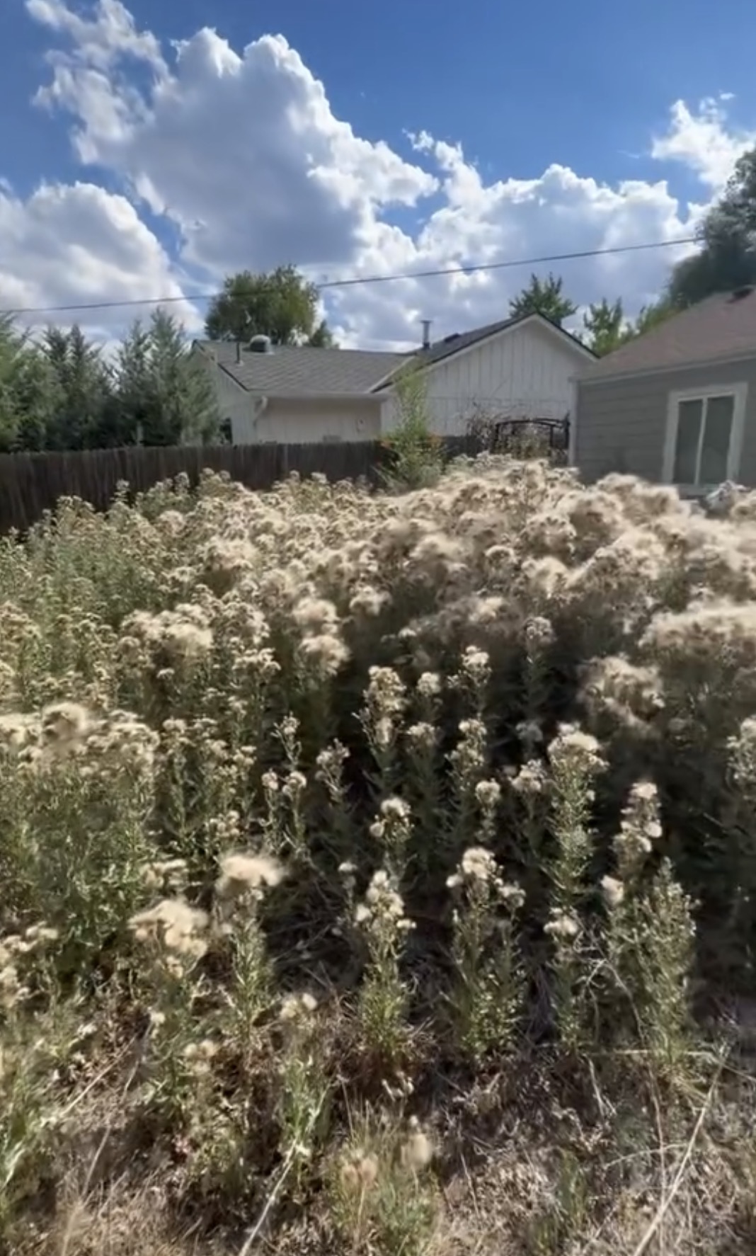 Overgrown Yard Cleanup — before